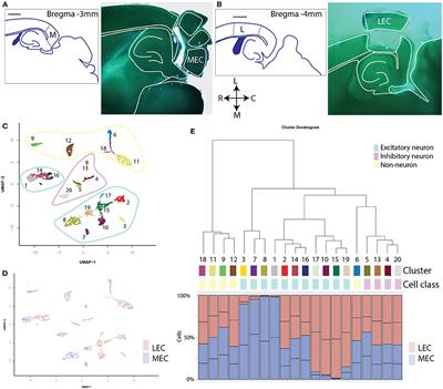 Single Cell Transcriptomic and Chromatin Profiles Suggest Layer Vb Is the Only Layer With Shared Excitatory Cell Types in the Medial and Lateral Entorhinal Cortex